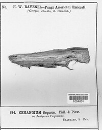 Murangium sequoiae image